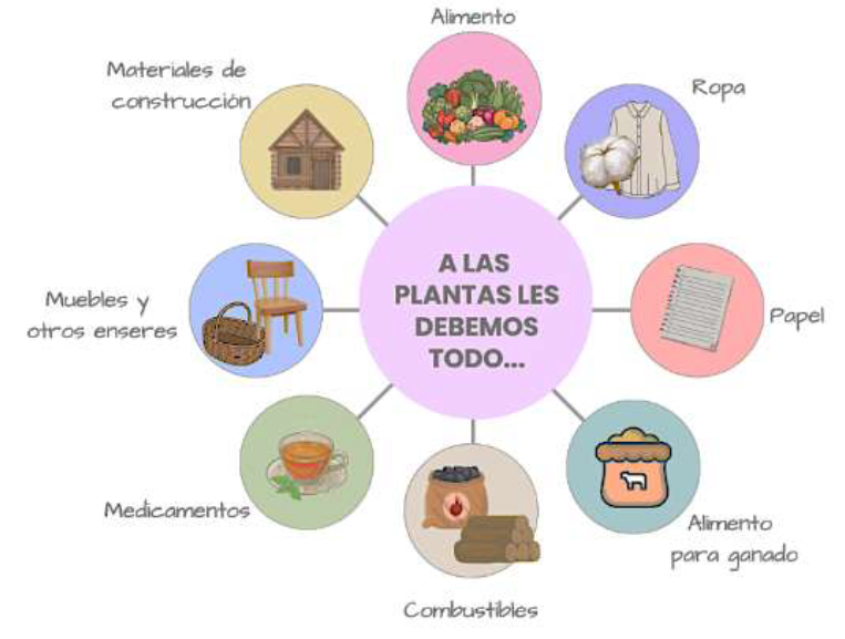Algunos productos que obtenemos a partir de las plantas.
